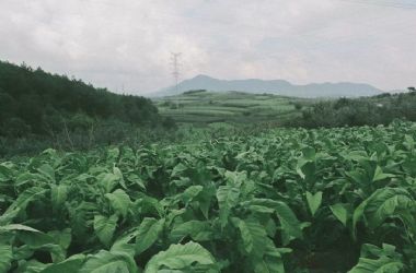 打煙葉︱滇東北高原上的“農(nóng)忙”，瞧這一家子